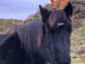 Laura-my-17-year-old-dartmoor-pony-from-Kings-Lynn-she-loves-posing-in-her-festive-antlers-Julie-Smart