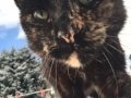 Amber Smith's cat Lucy enjoys a nose aroundin the Spalding snow