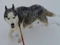 Kerrianne Neal's Bodey (13) enjoys the snow in Monkhouse Park.