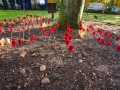 100 poppies hand crocheted for the 100 years by Nita Clarkson for Springfields Gardens