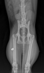 X-ray shows the lodged pellet