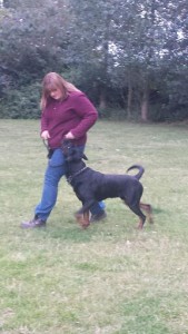 Spalding and District Dog Training Club trainee Carrie Hazelhurst with rottweiler Diesel.