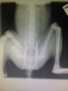 An x-ray showing the fracture to the kitten's right leg