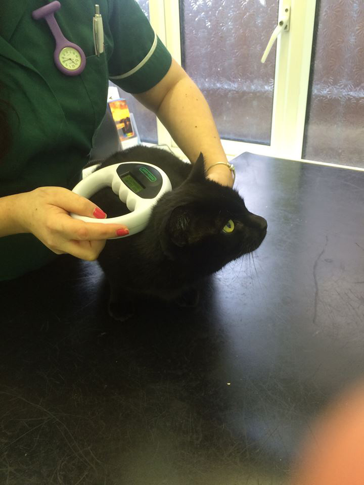 Be prepared for law change and get your pet microchipped The Voice