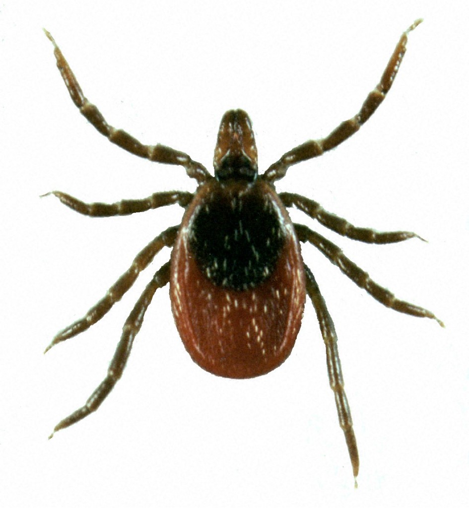 VET COLUMN: Ticks can cause nasty diseases - The Voice