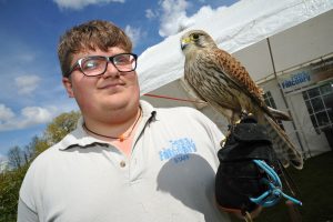 Tulip fest at Springfields, Spalding. Names: Ross Thomson from Fens Falconry holding common kestral Typhoon